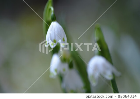 Snowflake (Suzuran Narcissus) 88064314