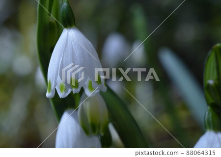 雪花(鈴蘭水仙) 雪花(鈴蘭水仙) 88064315