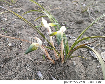 哈倫蘭順蘭 88064385