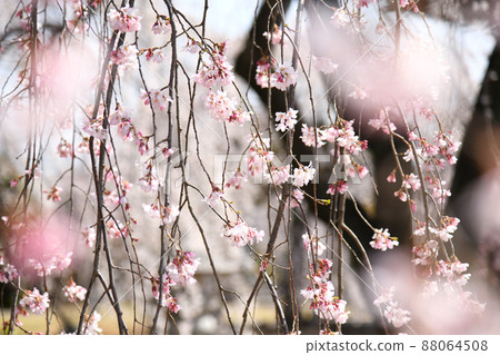 死棕色櫻桃樹 死棕色櫻桃樹 88064508