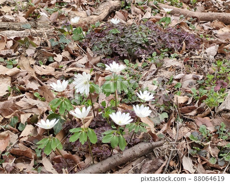 Anemone radde (Kanetsukidosan / Fukaya City, Saitama Prefecture) Anemone radde (Kanetsukidosan / Fukaya City, Saitama Prefecture) 88064619