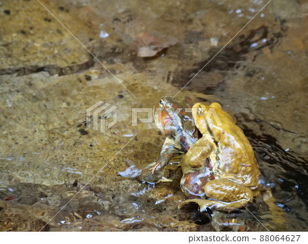 A pair of rare species "Toad toad" that descends the mountain stream for spawning 88064627
