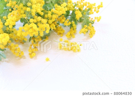 Mimosa frame 88064830