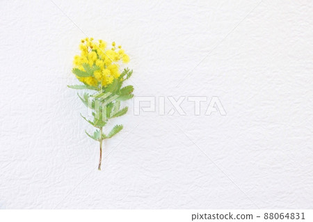 Mimosa frame Mimosa frame 88064831