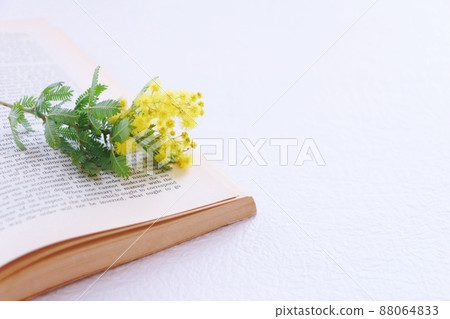 Mimosa on the book 88064833