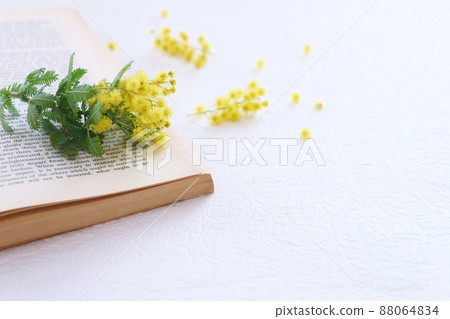 書上的含羞草 88064834