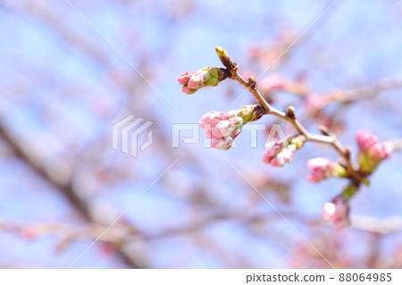 吉野櫻花的芽 88064985