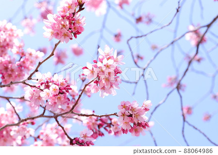 陽光櫻花 88064986