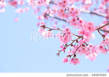 陽光櫻花 88064988
