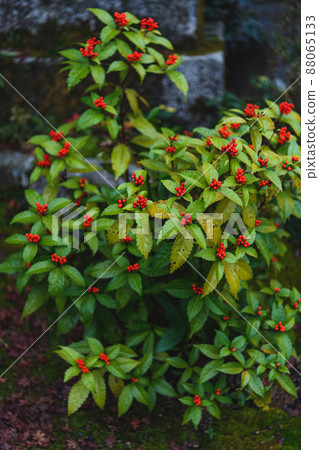 Sarcandra glabra Sarcandra glabra 88065133