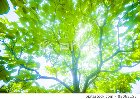 新鮮綠色的樹漏日 88065155