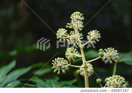 Paperplant in late autumn 88065167