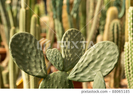 Variety of cacti. Opuntia in the foreground. Green natural background 88065185