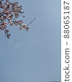 櫻花和藍天 88065187