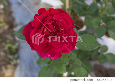 fresh red rose flower in a garden fresh red rose flower in a garden 88065208