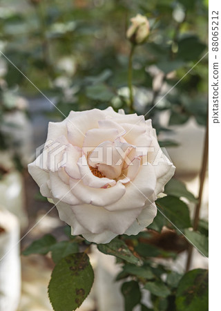 fresh rose flower in a garden fresh rose flower in a garden 88065212