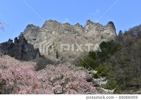 妙木山 (Mt. Kondo) 和垂枝櫻花村 88066009