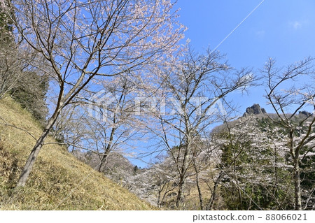 妙木山（第一塊岩石）和櫻花之裡 88066021