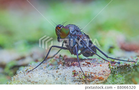 Adult Long-legged Fly of the Family Dolichopodidae Adult Long-legged Fly of the Family Dolichopodidae 88066320