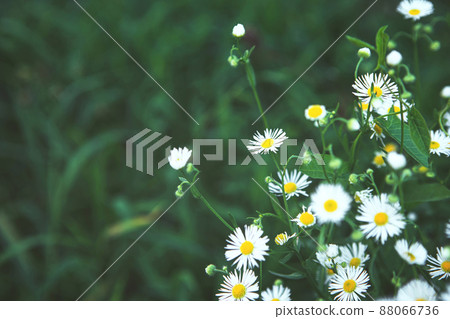 Beautiful blooming Summer meadow with chamomile flowers Beautiful blooming Summer meadow with chamomile flowers 88066736