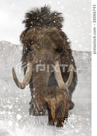A mammoth parent and child walking in the heavy snow with a child at the forefront 88066743