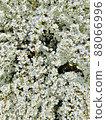 Snow fell in full bloom 88066996