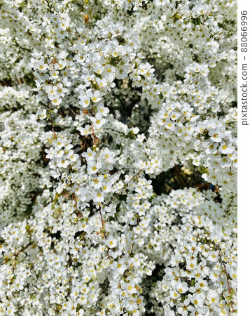 Snow fell in full bloom 88066996