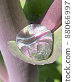 Jewel-like water droplets standing in Nolabona after the rain 88066997