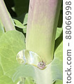Water drops after rain 88066998