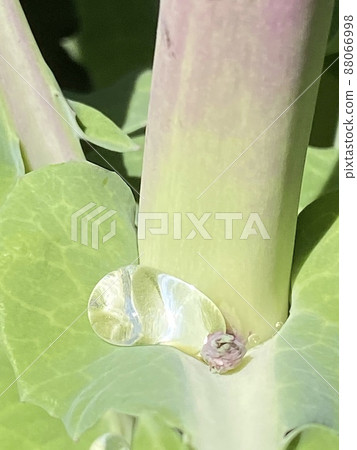 Water drops after rain Water drops after rain 88066998