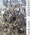 Trapped wildflowers 88066999