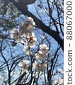 White plum that seems to be chilly 88067000