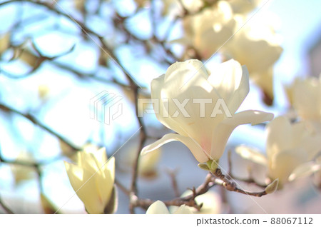 Yulan magnolia flower Yulan magnolia flower 88067112