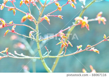 Autumn leaves young leaves Autumn leaves young leaves 88067116