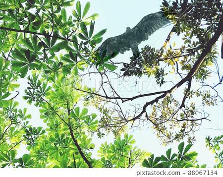 A landscape of birds flying over fresh green trees 88067134