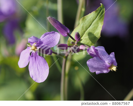 沐浴在晨光中的紫菜花 沐浴在晨光中的紫菜花 88067567