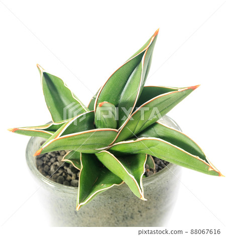 觀賞植物，Sansevieria samurai 侏儒的葉子 [白色背景] 88067616