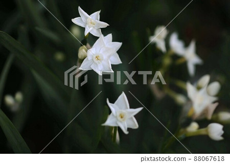 房崎水仙紙白花 88067618