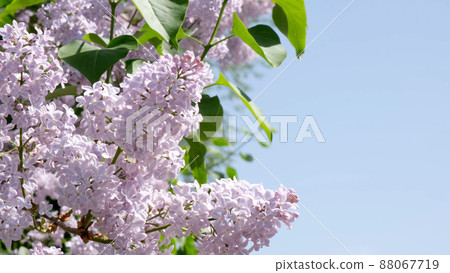 Purple lilac plant blooms in spring in the garden with copyspace. Flowering, spring, agriculture and gardening concept. 4k 88067719