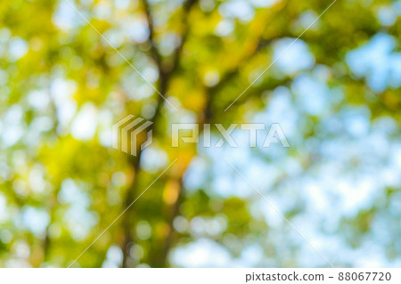 Abstrct blurred green tree leaf in park sunshine day 88067720