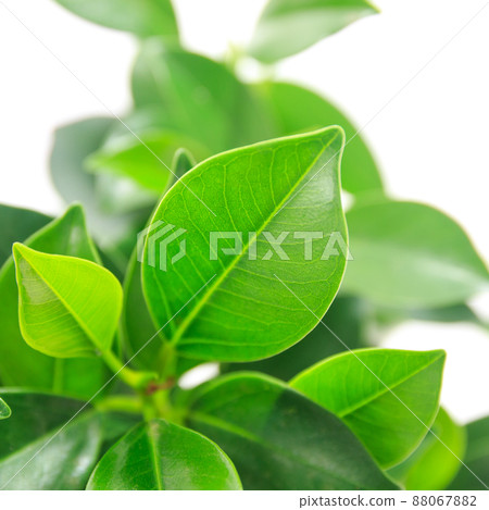 Ornamental plant, Ficus Nana leaf [white background] 88067882