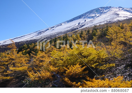富士山花園的黃色落葉松和北峰 88068087