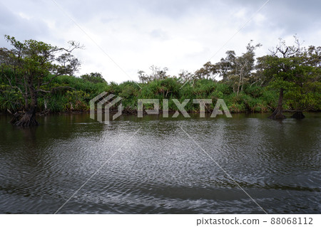 西表島的紅樹林 西表島的紅樹林 88068112