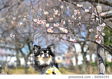 埼玉縣埼玉市大宮第二公園梅林散步的吉娃娃 88068393