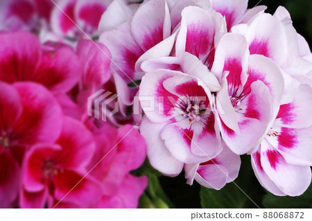 天竺葵粉紅色花朵特寫 88068872