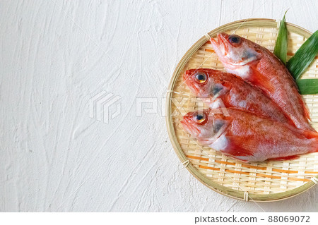 新鮮的黑喉海鱸 88069072