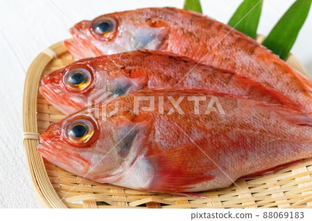 Fresh blackthroat seaperch 88069183