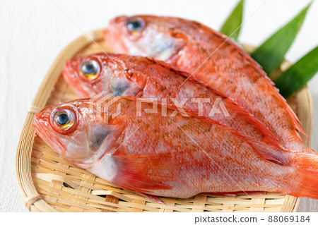 Fresh blackthroat seaperch 88069184