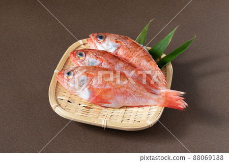 Fresh blackthroat seaperch 88069188