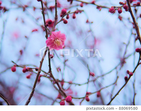 Ume "Konanshomu" that bloomed in March 88069580